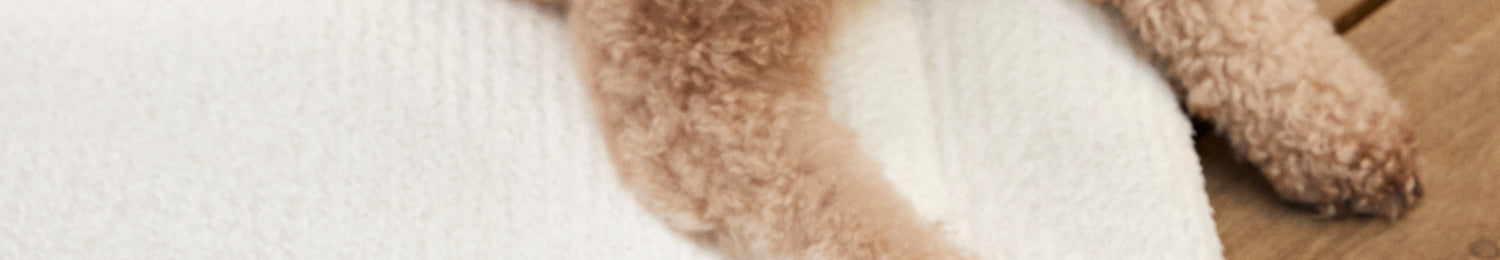 Paws of brown dog on white blanket