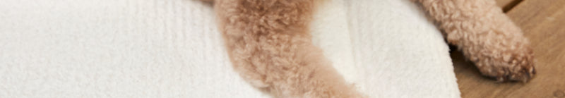 Paws of brown dog on white blanket